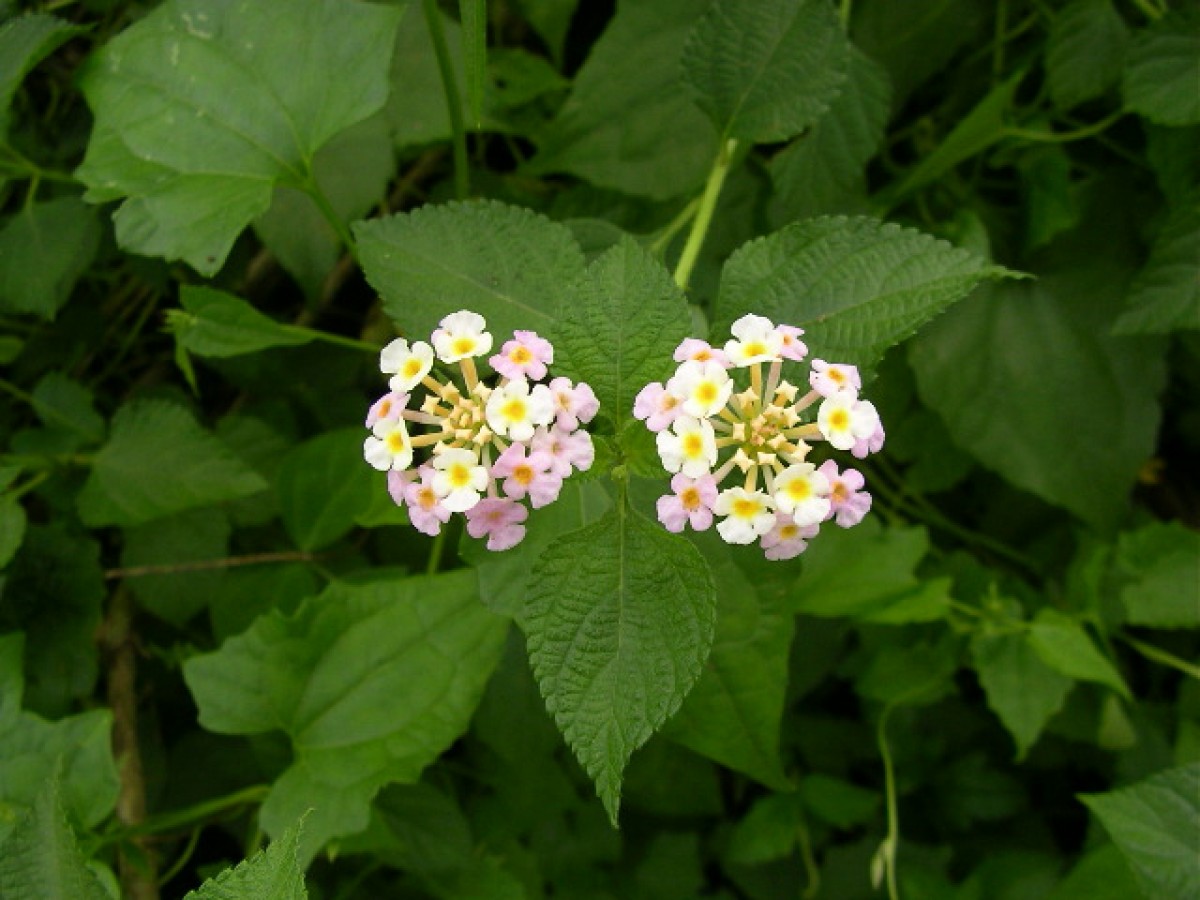 Lantana